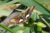 Panemeria tenebrata