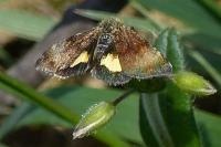 Panemeria tenebrata