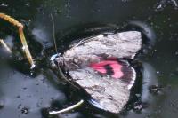 Catocala optata