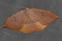 Watsonalla uncinula