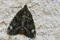Chloroclysta siterata