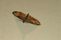 Eupithecia abbreviata