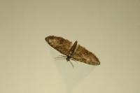 Eupithecia abbreviata