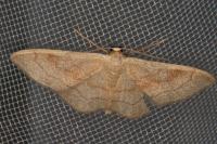 Idaea rubraria