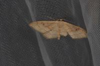 Idaea rubraria