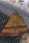 Phytometra viridaria
