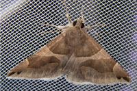 Dysgonia algira