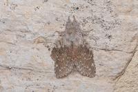 Stauropus fagi