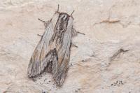 Harpyia milhauseri