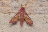 Deilephila porcellus