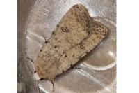 Caradrina clavipalpis