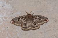 Saturnia pavoniella