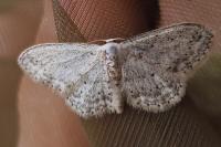 Idaea seriata