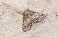 Trichiura crataegi