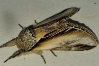 Pheosia tremula