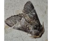 Drymonia dodonaea