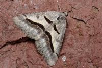 Digrammia rippertaria