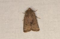Spudaea ruticilla