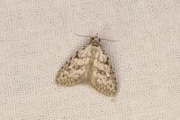 Nola cicatricalis