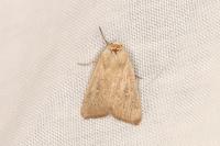 Mythimna sicula