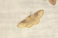 Idaea degeneraria
