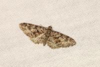Eupithecia cocciferata