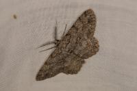 Hypomecis punctinalis