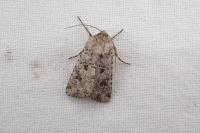 Anarta sodae