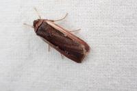 Ochropleura leucogaster