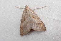 Aplocera efformata