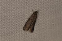 Acrobasis