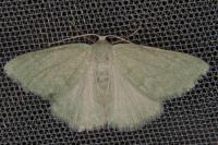 Pseudoterpna pruinata