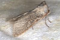 Achlya flavicornis