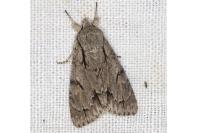 Acronicta psi/tridens
