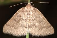 Aleucis distinctata