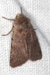 Cerastis rubricosa