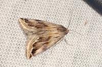 Eublemma ostrina