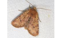 Conistra rubiginea