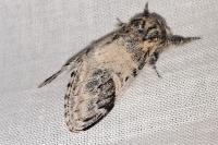 Notodonta tritophus