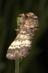 Drymonia ruficornis