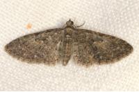 Eupithecia abbreviata