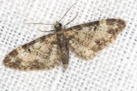 Eupithecia irriguata