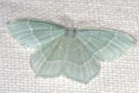 Jodis lactearia