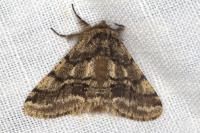 Lycia hirtaria