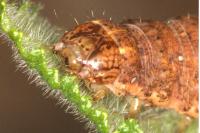 Noctua fimbriata