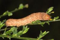 Noctua fimbriata