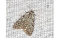 Nola confusalis