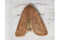 Orthosia cerasi