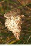 Paradarisa consonaria