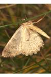 Paradarisa consonaria